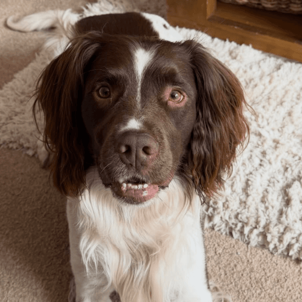 Brown and white dog looking up indoors