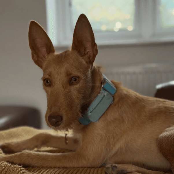 Tan dog resting on a blanket indoors