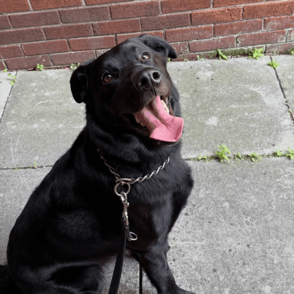 Black dog sitting on a pavement beside a brick wall