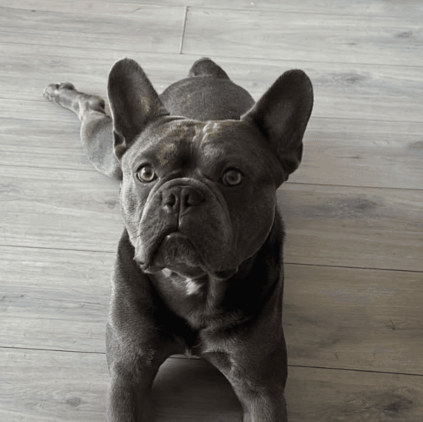 Grey dog lying on a wooden floor