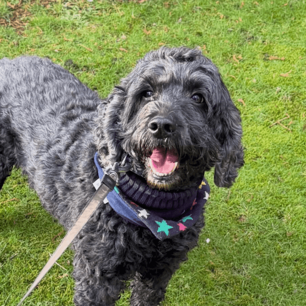 Curly-haired black dog standing on grass