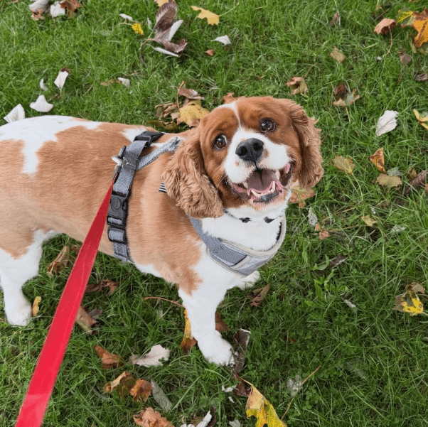 Brown and white dog on a lead in a grassy park