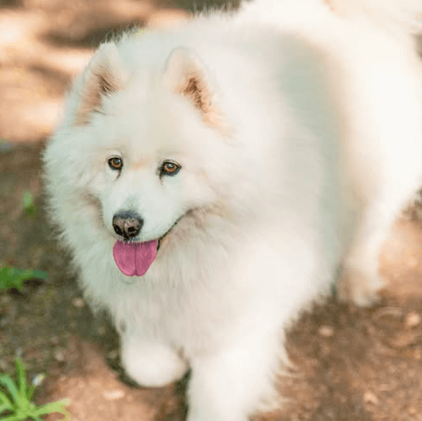 White fluffy dog walking along a garden path