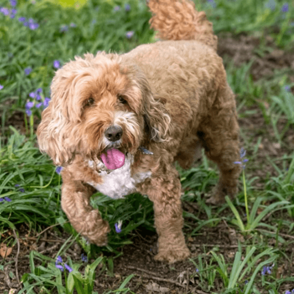 Small curly-haired tan dog standing among flowers
