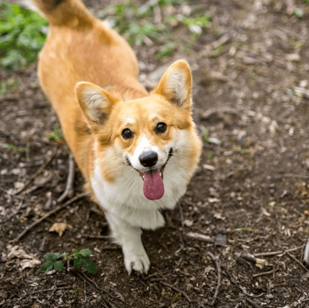 Corgi standing on a woodland path