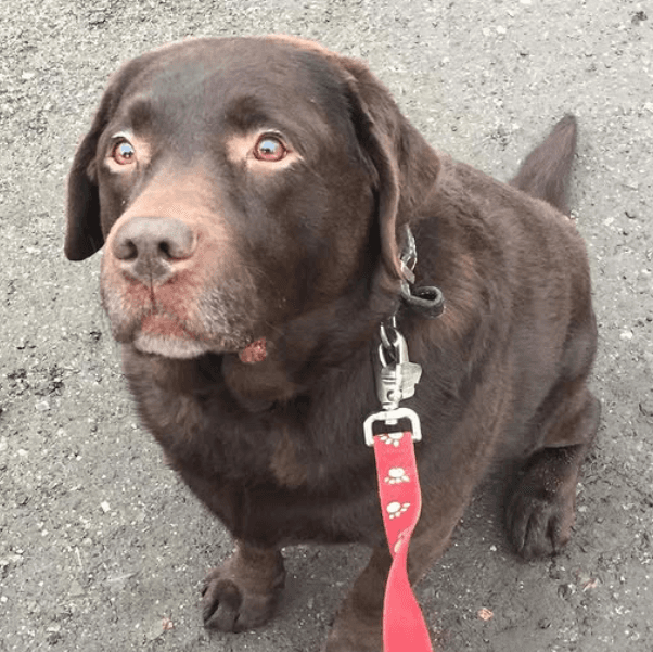Chocolate brown dog sitting on a gravel path