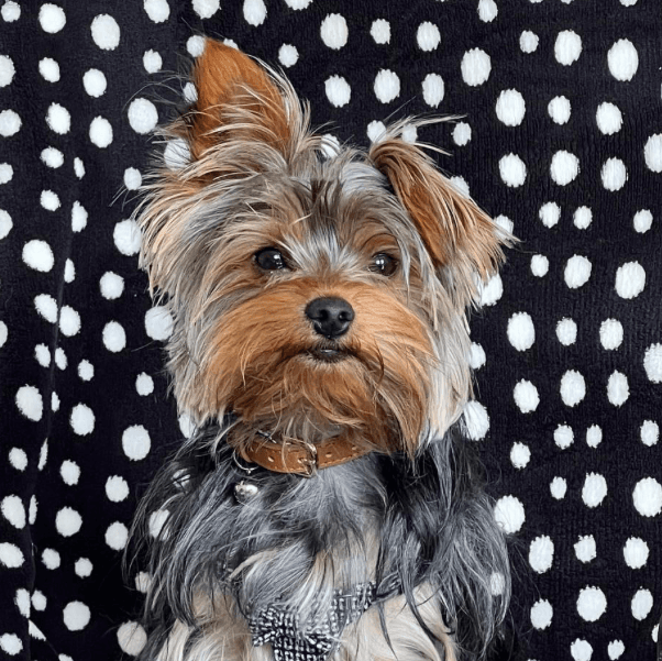 Small Yorkshire terrier sitting against a polka-dot cushion