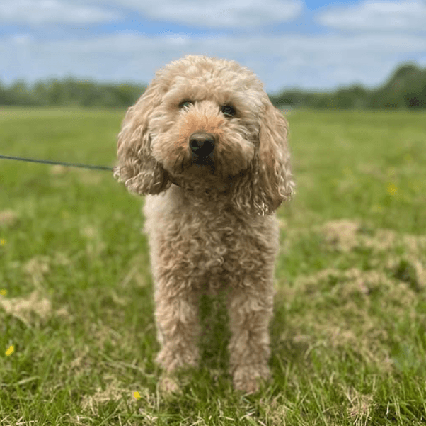 Curly-haired cream dog standing in a field