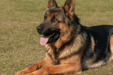 A German Shepherd resting outside